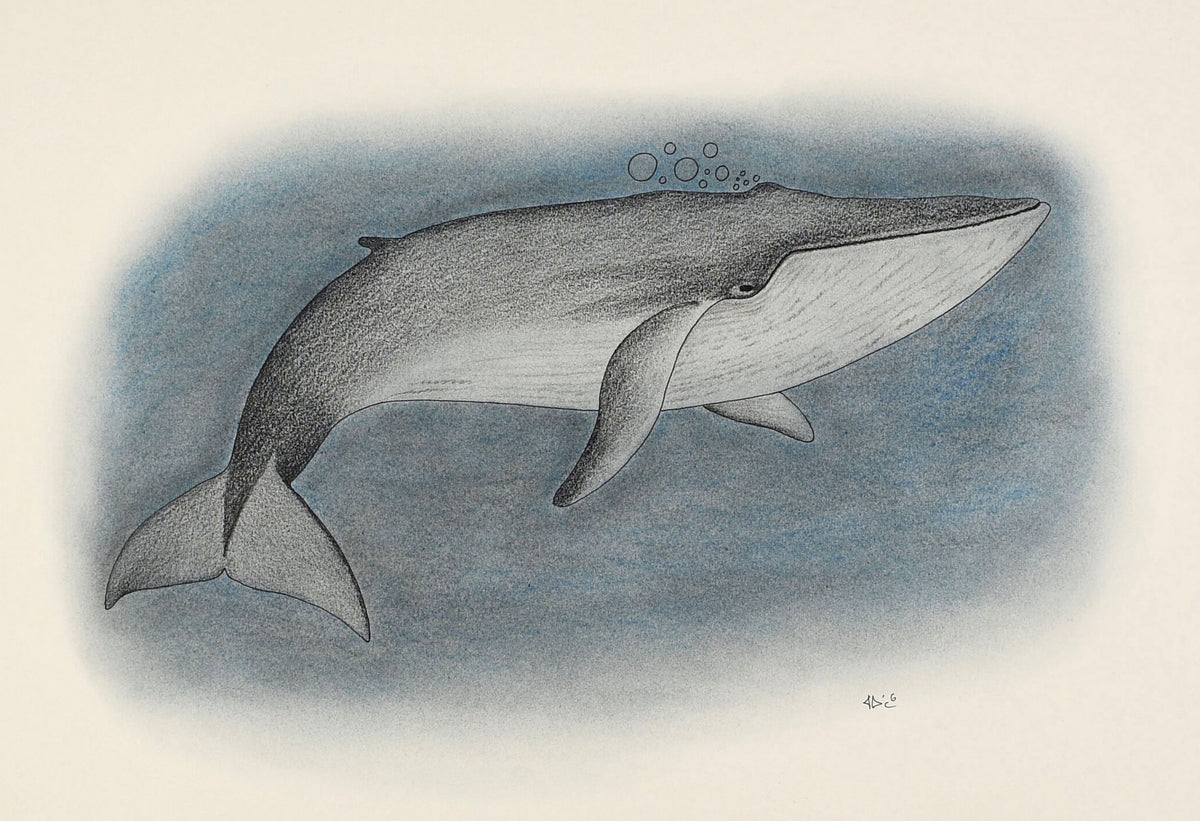 Whales Pencil Drawing Giclée Print - Etsy